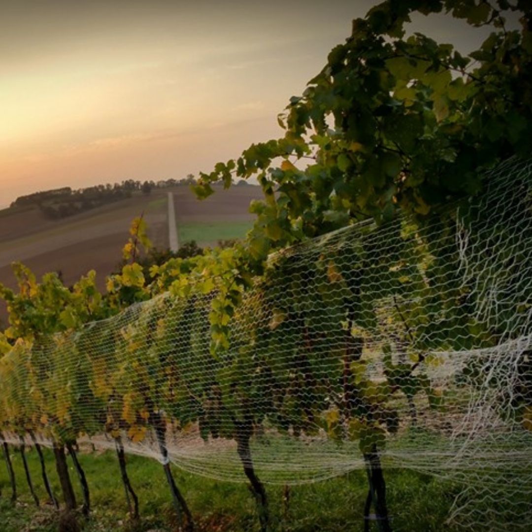 Tenuta Sette Cieli
