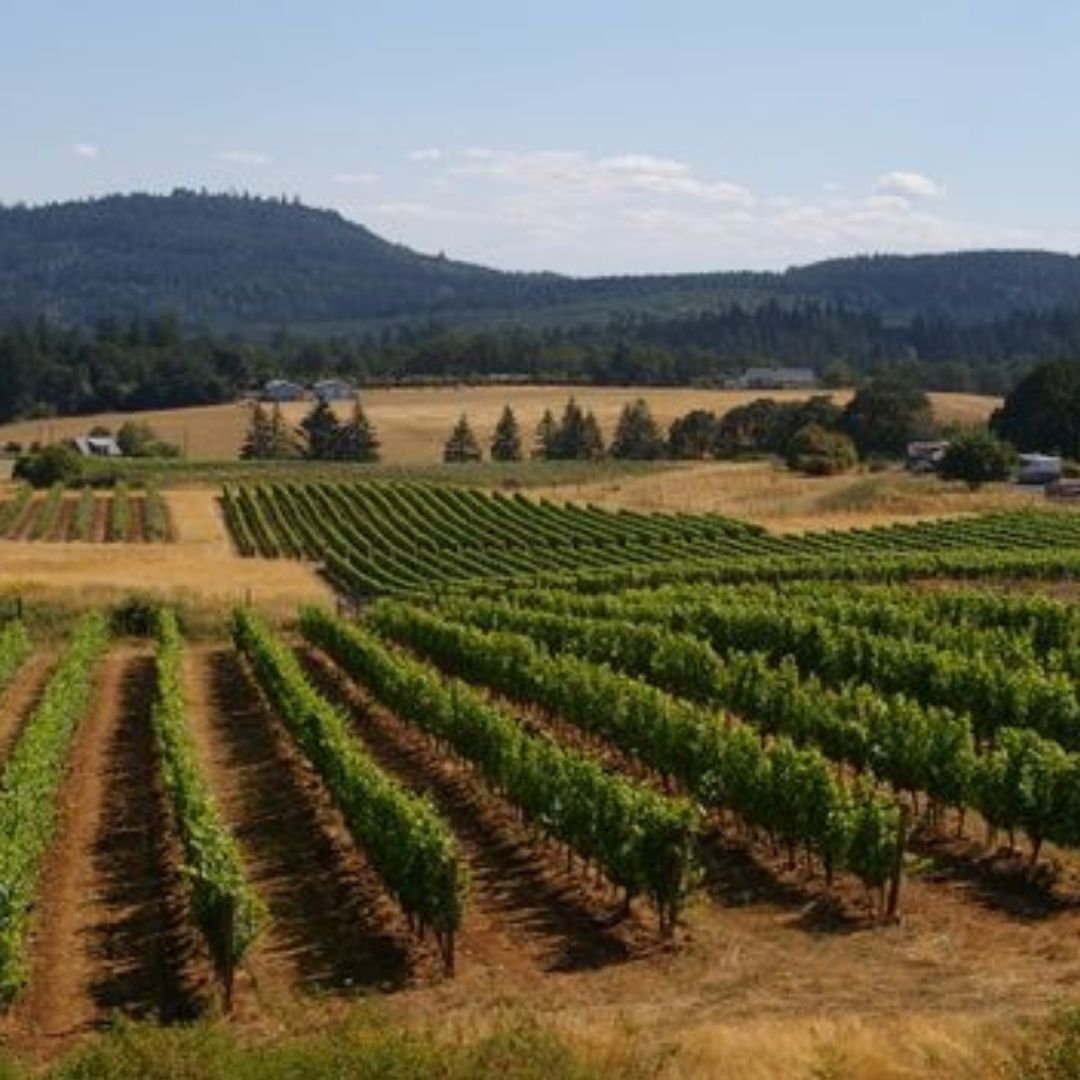 Bethel Heights 'Estate' Pinot Noir 2019 100ml