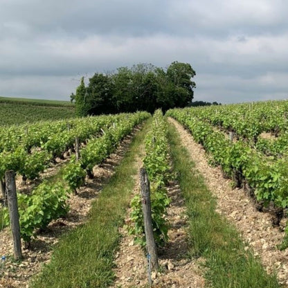 Clos Rougeard 'Poyeux' Saumur-Champigny 2012 100ml