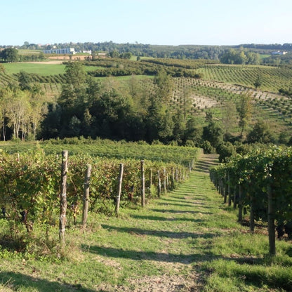 Ghëddo Barolo 2021 100ml