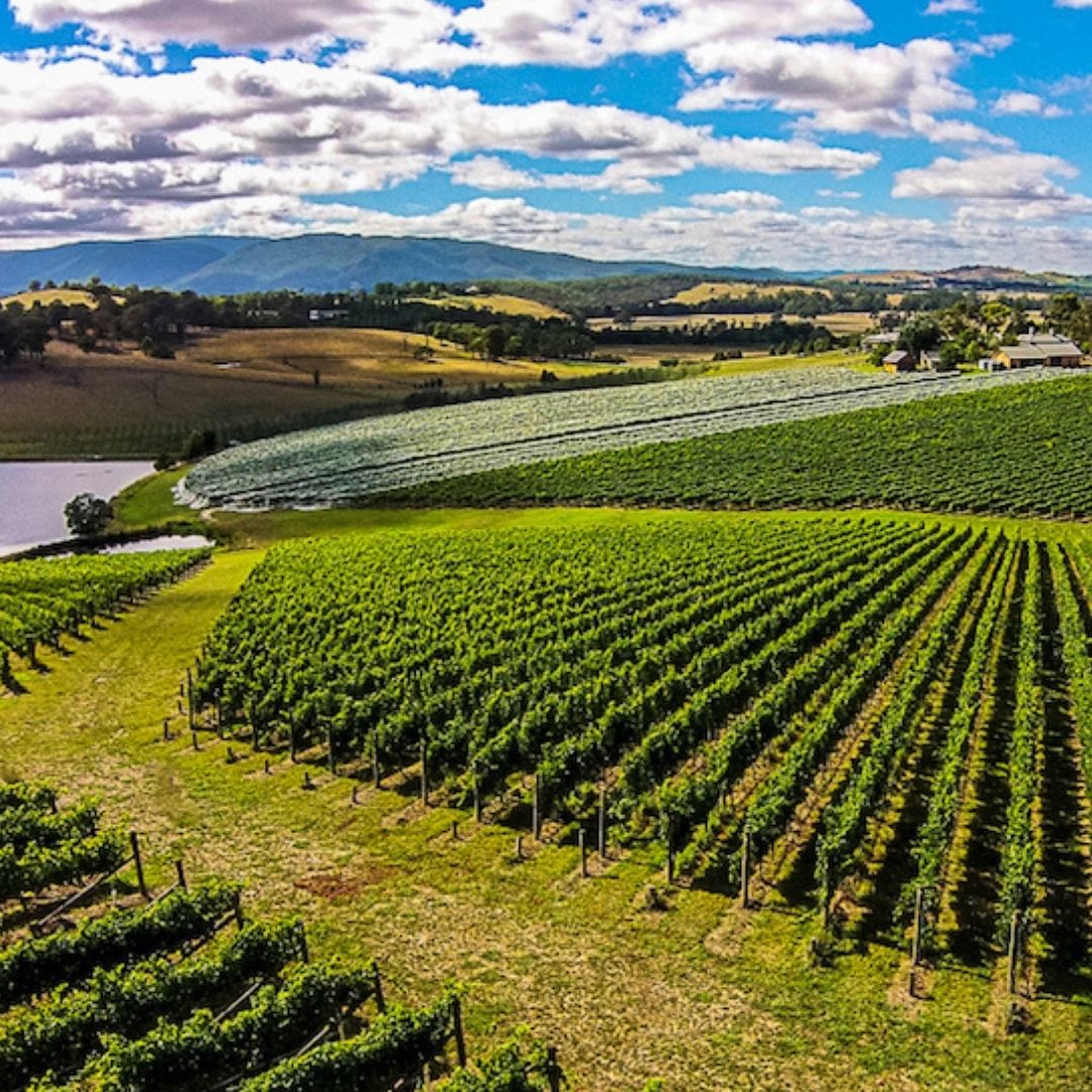 Giant Steps 'Primavera Vineyard' Pinot Noir 2018 750ml