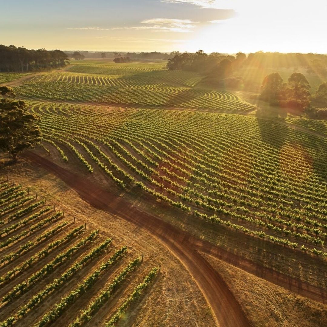 Leeuwin Estate 'Art Series' Cabernet Sauvignon 2019 100ml