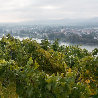 Pichler-Krutzler 'Kellerberg S' Grüner Veltliner 2019 100ml