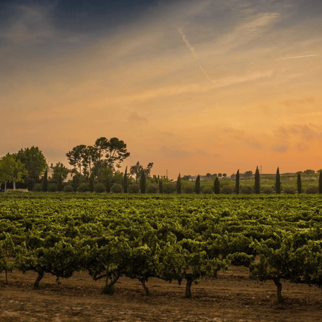 Familia Torres 'Milmanda' Chardonnay 2021 750ml