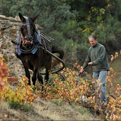 Terroir al Limit 'Arbossar' Priorat 2022 100ml
