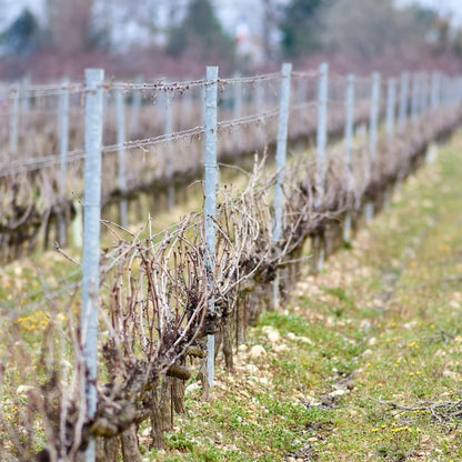 Yann Chave Crozes-Hermitage 2023 100ml